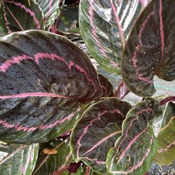Calathea Plants