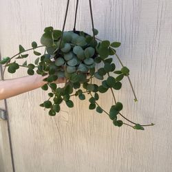 6” peperomia hope