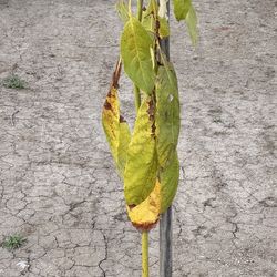 Avocado plant/tree