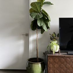 Large Green  Ceramic Pot with Fiddle Fig Tree