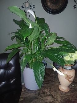 Peace lili.  Interior plant.
