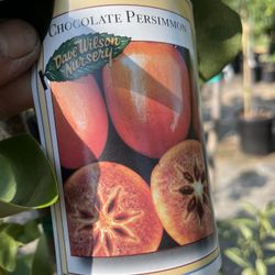 Fuyu,chocolate And Hachiya Persimmon Trees