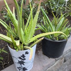 Aloe vera plants.
$15 each one.
