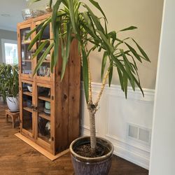 2 Ceramic Plant Pots