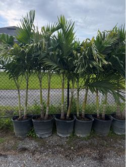 Christmas Palms 15 Gallon Doubles