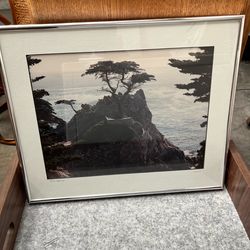 Lone Cypress Framed Photograph