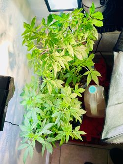 Plants