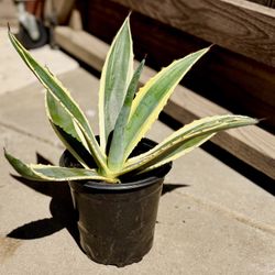 *🌵 Variegated Century Plant (Agave americana 'Variegata')