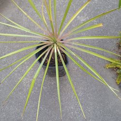 Yucca Plants (not The Orginial Variety) Cold Hardy