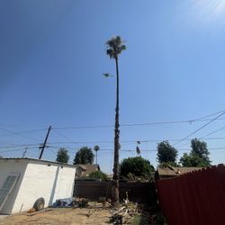 Palm Tree