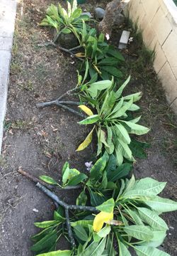 Plumeria trimmings