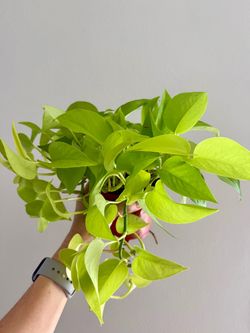 Neon Pothos 4.5 inch