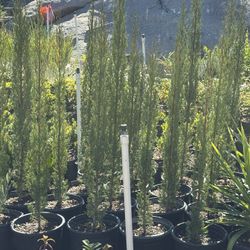 5 Gallons Italian Cypress 