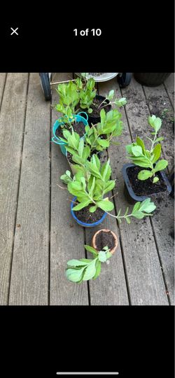 Healthy outdoor plants, prices reduced!