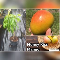 Honey Kiss Mango Grafted Dwarf Trees 3gal Arboles De Mango Enano Honey Kiss