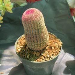 Rainbow cactus 🌵