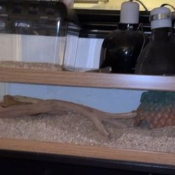 SNAKE TANK LOOK BELOW AT DESCRIPTION