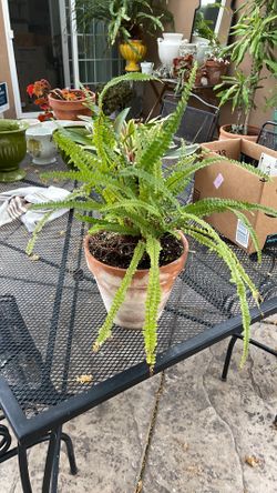 Fern in terracotta pot