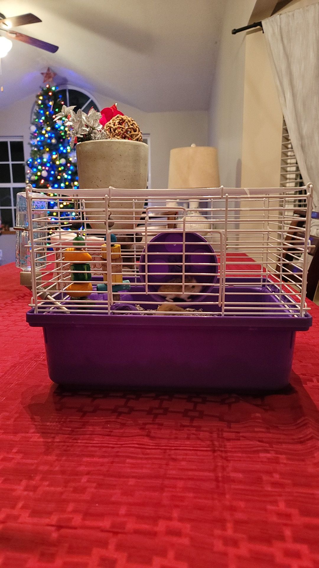 2 Hamsters and cage