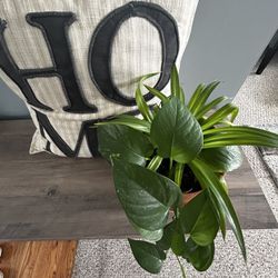 Indoor Plant Mix