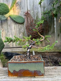 Bonsai Trees