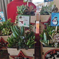 Xmas Wooden Planters With Real Plants 