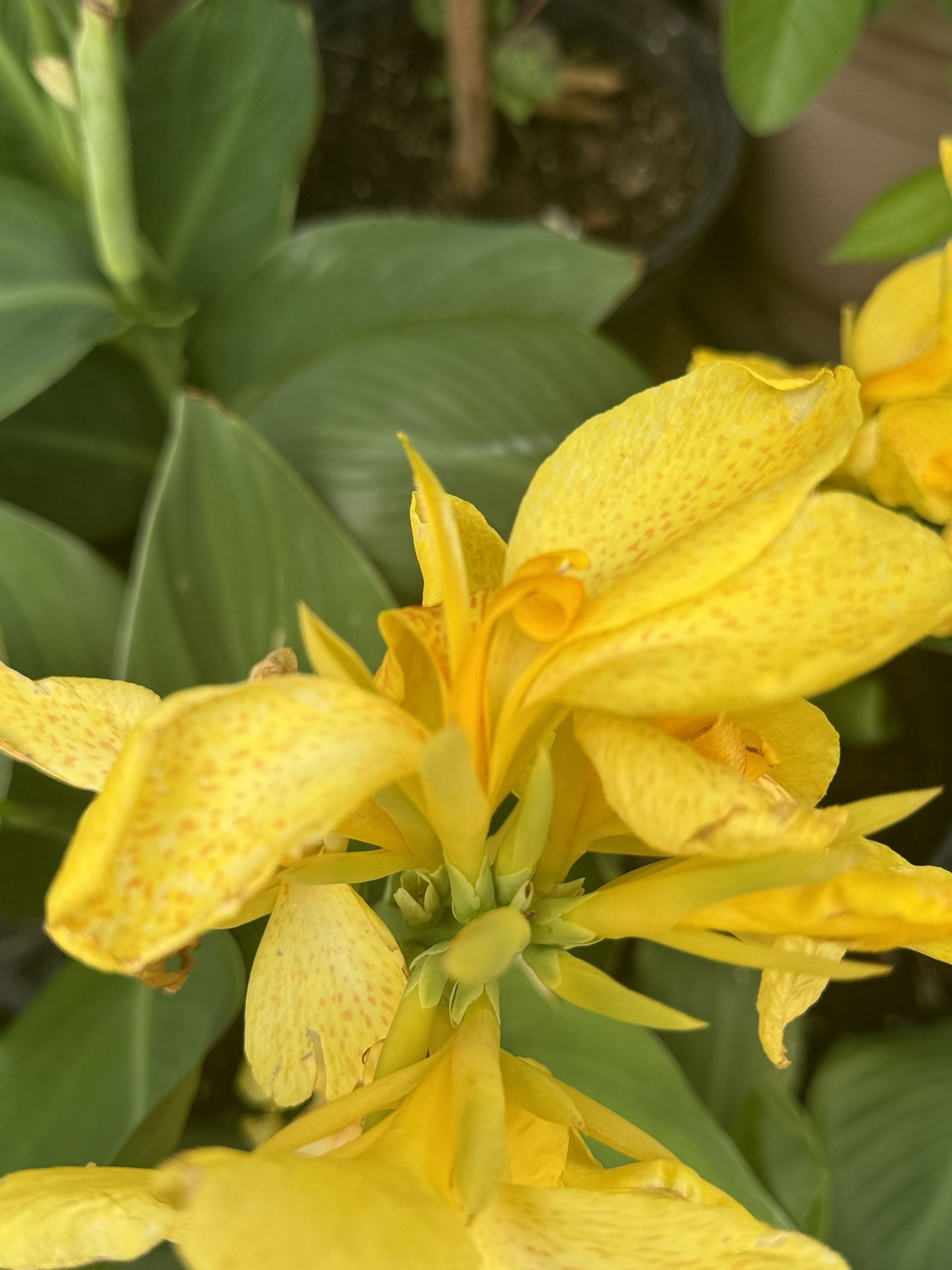 Cheery Yellow King Humbert Canna Lilies (prices Vary/ Not All Are In Bloom)