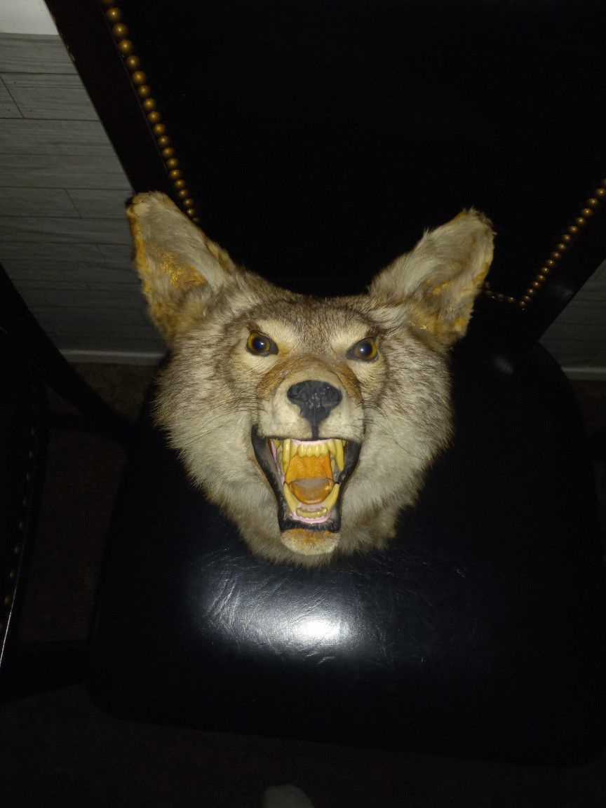 Taxidermied Coyote Head