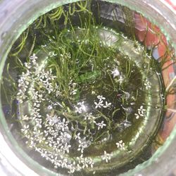 Cookie Jar With Duck Weed And Java Moss