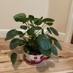 Chinese Money Plant