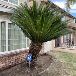 Sago Palm Tree 