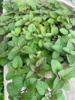 Oregano Herb Plant 🌱