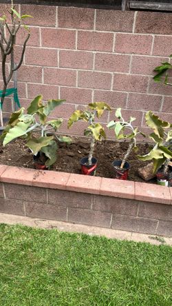 Elephant Ear Plants