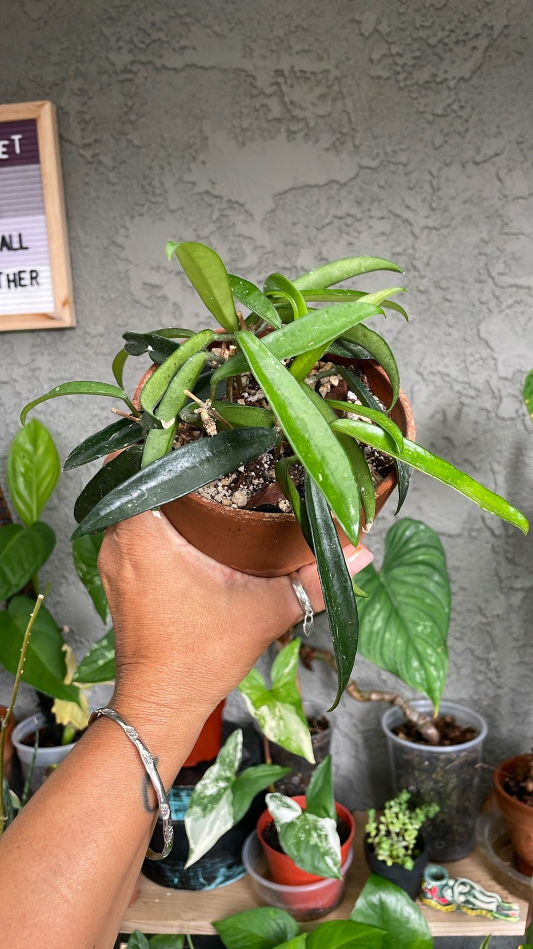 Hoya Mini belle Pink WaxFlower Plant
