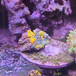 2.5" WWC OG BOUNCE MUSHROOM DECORATIONS