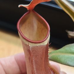 Nepenthes Albomarginata "Penang"