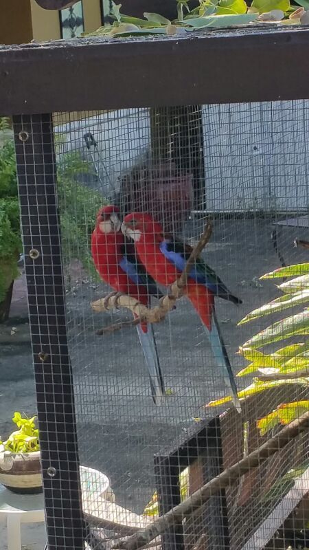 Rosellas birds pair