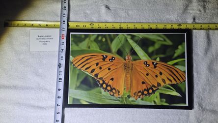 "Gulf Fritillary Portrait" Art