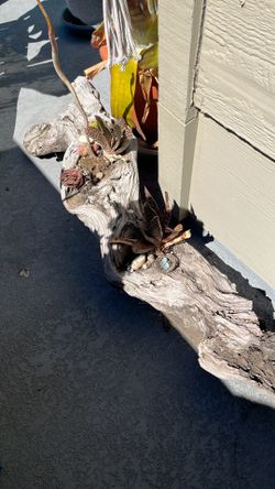 Free plants