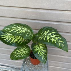 6” Dieffenbachia Tropic Snow