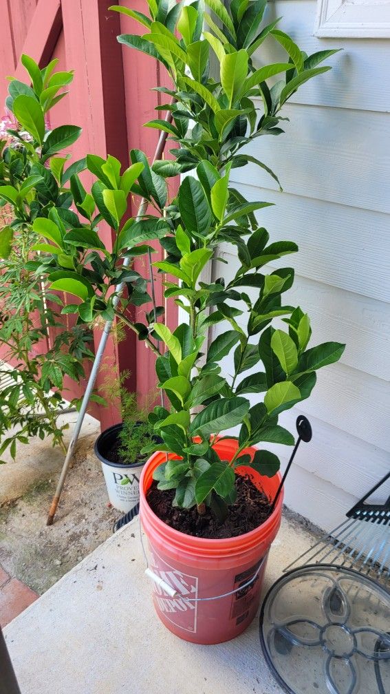 Lemon Plant