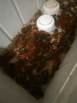Crayfish