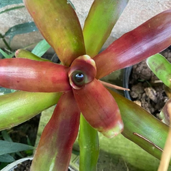 Bromeliad 5pcs live plant