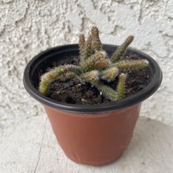 4 Inch Pot Cactus Plant- Rhipsalis Baccifera Hórrida - Mouse Tail Cactus - Live Cacti - Rooted & Stablished - Drought Resistant - 🌵