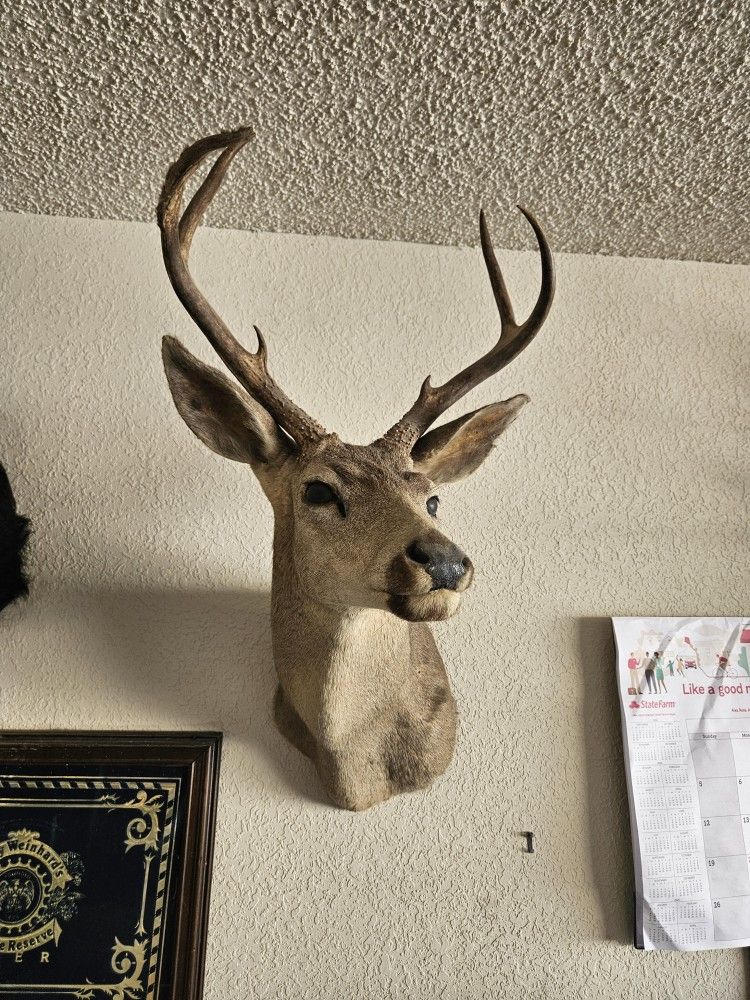 Taxidermy Deer And Boar