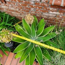 Ray of Light Agave  Suculent Plants