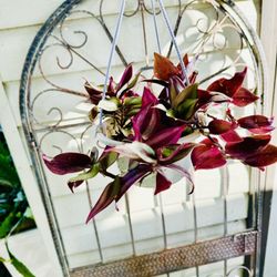 Purple Wandering Jew Zebrina Hanging Plant - Indoor/outdoor Plant 