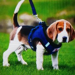 New Pet Small Dog Corduroy Puppy Harness & Leash