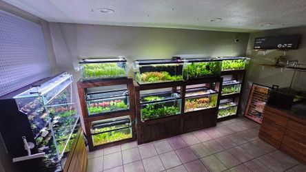 Aquascaping aquarium plant sale