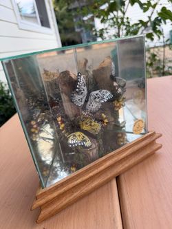 Handcrafted Butterfly Specimen Mirror Display Case